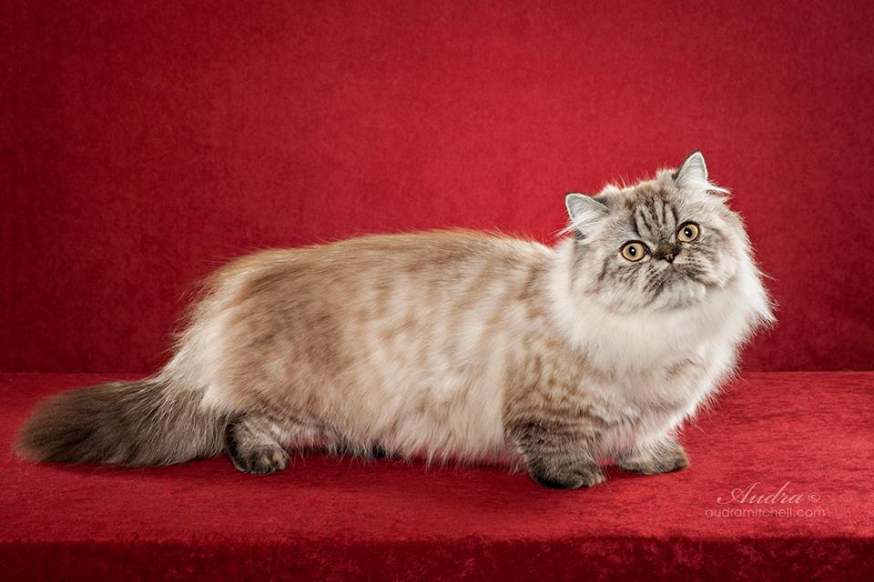 Persian Cat Breed Information Napoleon cat, Munchkin cat, Munchkin kitten T...
